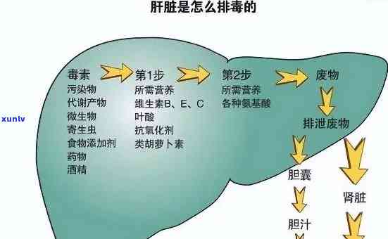 茶叶对肝功能有作用吗，茶叶对肝脏的作用：真相大揭秘