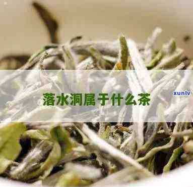 落水洞茶叶是几个芽-落水洞茶叶的特点和口感