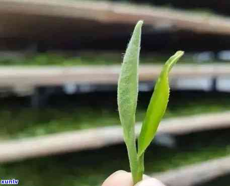 茶叶里面什么叫细芽-茶叶里面什么叫细芽状