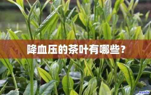 哪种茶叶能有效降血压？比较分析