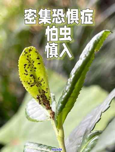 茶叶树上的虫子有血-茶叶树上的虫子有血怎么办