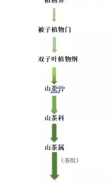 从采摘到冲泡：全面学新茶叶的 ***  *** 、配料与窍门