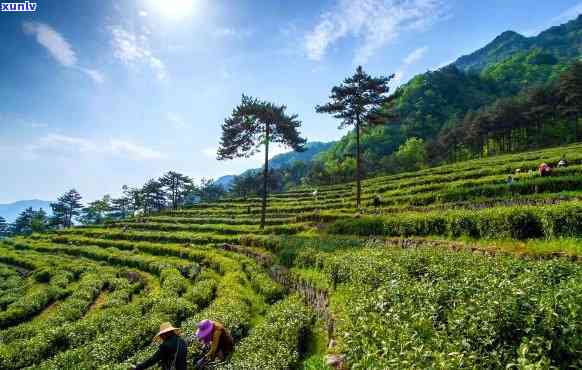 安徽产茶叶的地方山区，探访安徽山区：揭秘茶叶之乡的绿色宝藏