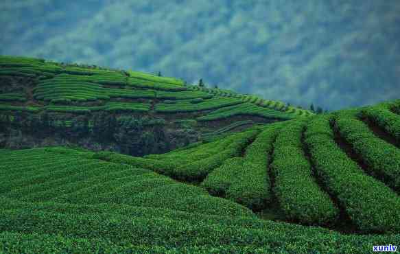 最早发现茶叶的地方-最早发现茶叶的地方来自哪里