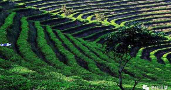 最早发现茶叶的地方-最早发现茶叶的地方来自哪里