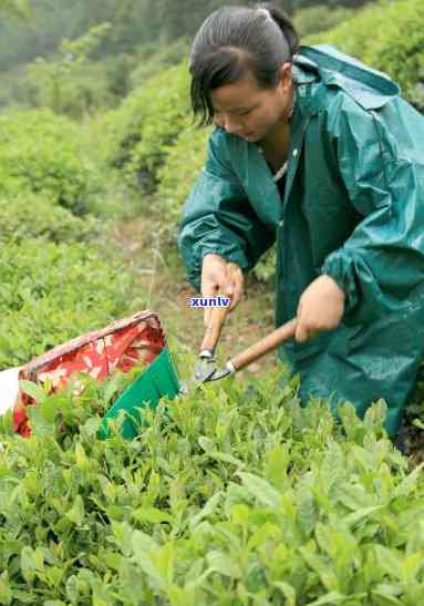 玉麟茶叶在什么地方生产，玉麟茶叶的产地在哪里？