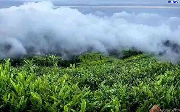 玉麟茶叶在什么地方生长，探寻玉麟茶叶的产地：揭秘其生长环境与独特韵味