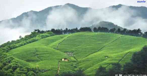 江西产茶叶的地方有哪些，探寻江西茶叶之都：哪些地方是产茶叶的宝地？