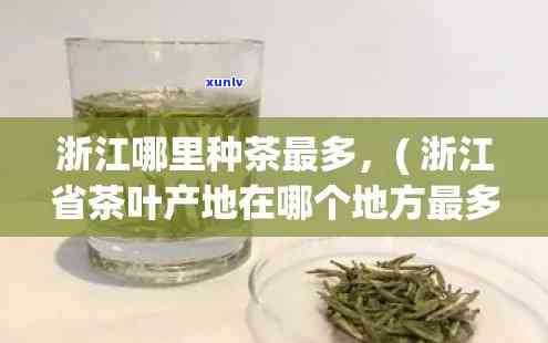 浙江产茶叶的地方在哪里？揭秘浙江的茶产区