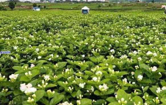 浙江茶叶产地哪里最多？茉莉花品种及产量解析