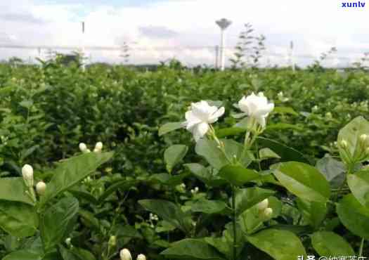 浙江茶叶产地哪里最多？茉莉花品种及产量解析