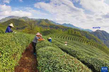 浙江产茶叶的地方-浙江产茶叶的地方有哪些