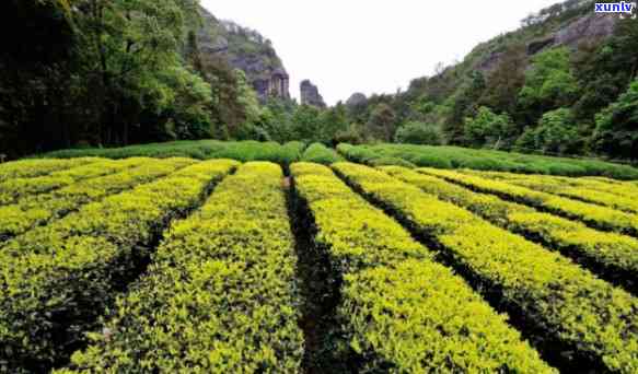 武夷山哪里有茶叶场？详细信息全在这！