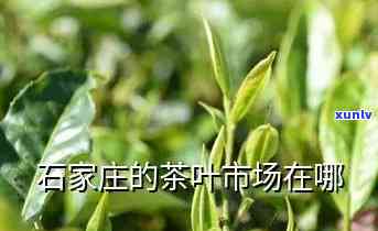 石家更大的茶叶市场在哪里？名称是什么？