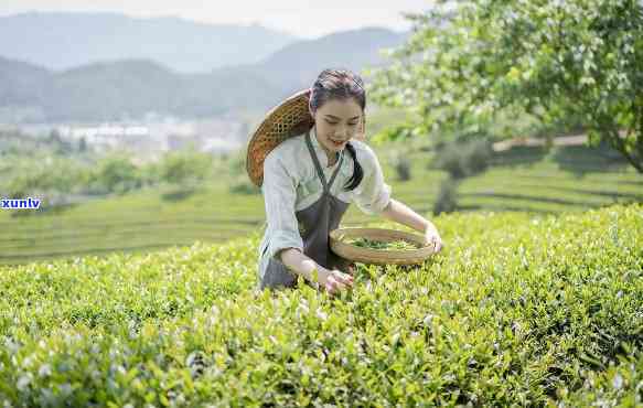 摘茶叶都去哪些地方好，寻找茶叶采摘地：你应去哪里？