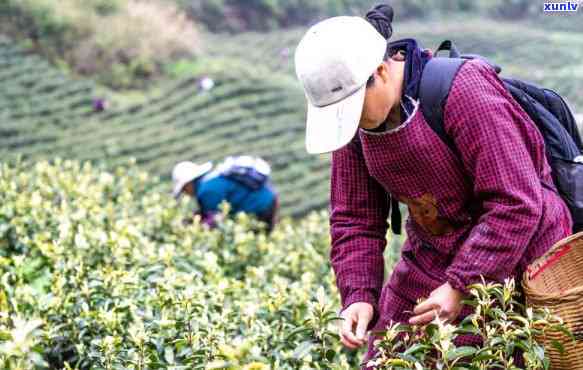 摘茶叶都去哪些地方好，寻找茶叶采摘地：你应该去哪里？