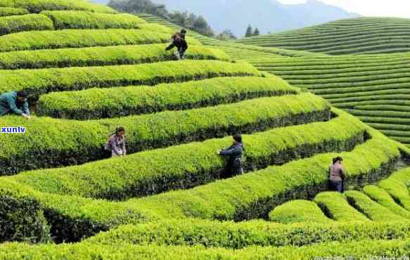 摘茶叶都去哪些地方好，寻找茶叶采摘地：你应该去哪里？