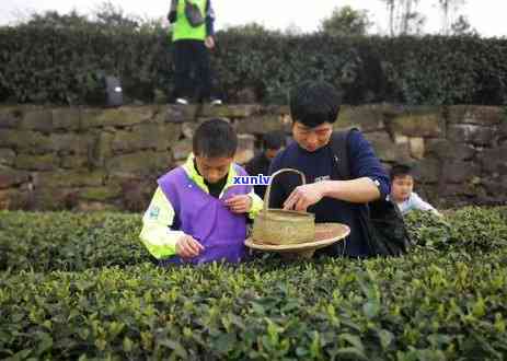 摘茶叶去哪里，寻找的茶叶采摘地：你的旅行指南