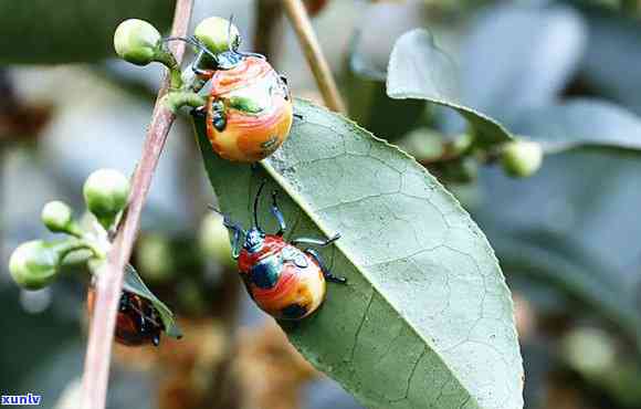 四月茶叶的虫子图片-四月茶叶的虫子图片大全