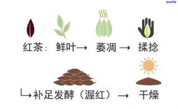 茶叶的加工工艺流程及检验时间全解，附图片