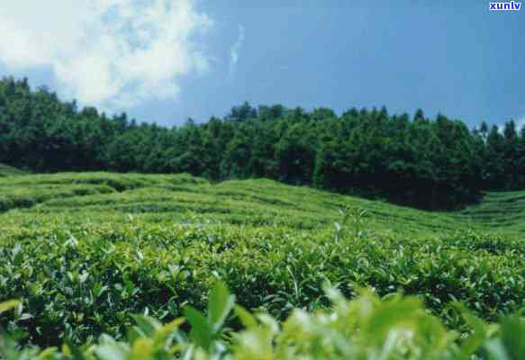 正宗普洱碎银子产地：探秘普洱茶碎银子之源与十大