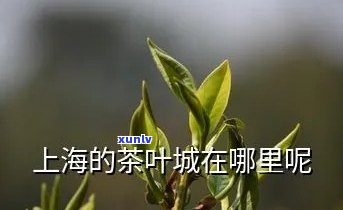 上海有种茶叶的地方嘛，探索上海：寻找茶叶购买地点