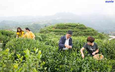 种茶叶需要什么地方才能种，寻找理想的茶园地：种植茶叶的必备条件与环境要求