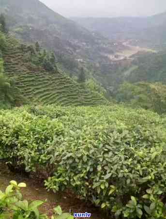 种茶叶需要什么地方才能种，寻找理想的茶园地：种植茶叶的必备条件与环境要求