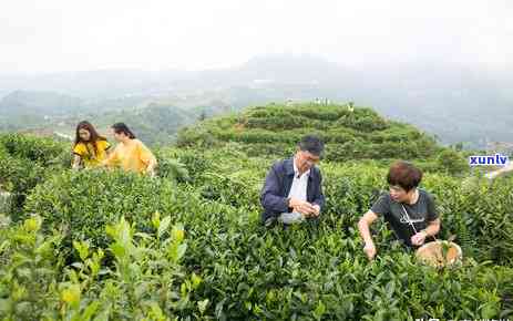 种茶叶需要什么地方才能种，寻找理想的茶园地：种植茶叶的必备条件与环境要求