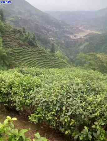 种茶叶需要什么地方才能种，寻找理想的茶园地：种植茶叶的必备条件与环境要求