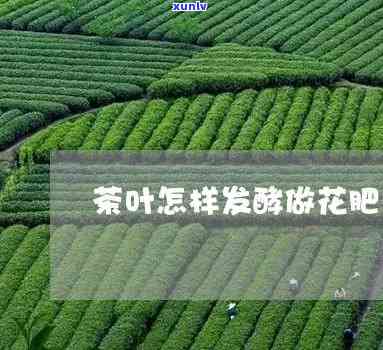 茶叶怎样发酵做花肥-茶叶怎样发酵做花肥视频