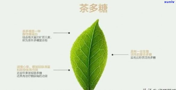 揭示茶叶中的抗衰老成分：详细解析与意义