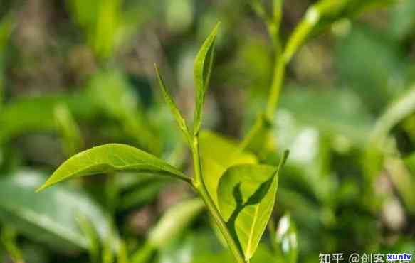 山西老班章普洱茶 *** 地址及生产基地信息