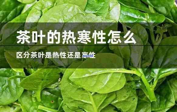 茶叶属寒性还是热性-茶叶属寒性还是热性的