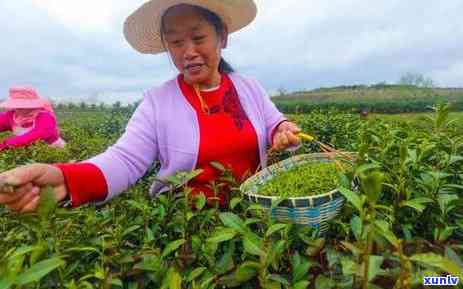 适宜茶叶种植的自然条件，揭示适宜茶叶种植的自然条件，提升茶叶品质和产量的关键因素