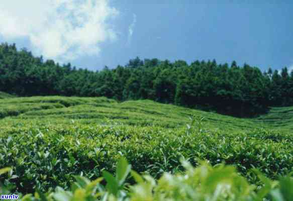 适宜茶叶种植的自然条件，揭示适宜茶叶种植的自然条件，提升茶叶品质和产量的关键因素