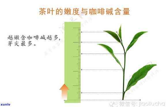 茶叶酚氨比围，探究茶叶酚氨比的科学围与影响