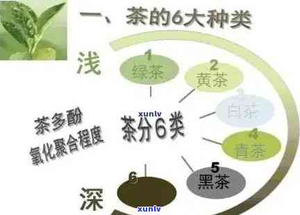 茶叶中抗氧化的成分是什么？详解其含义与作用