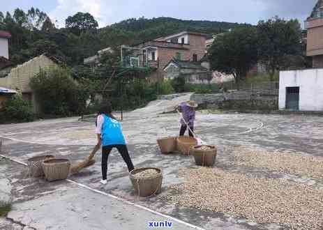 云浮红营茶叶的特色介绍：品种、口感与 *** 工艺全解析