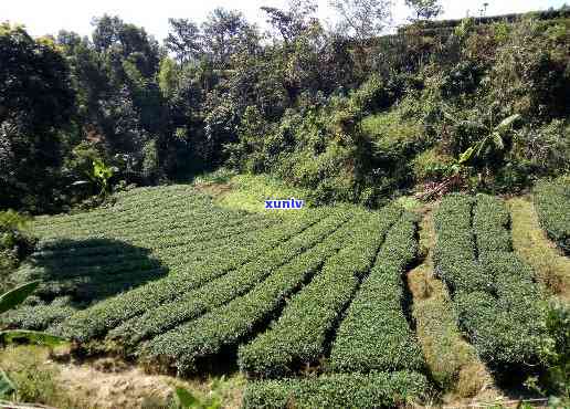 云浮市红营茶场，探秘云浮市红营茶场：一片绿意盎然的茶叶天堂