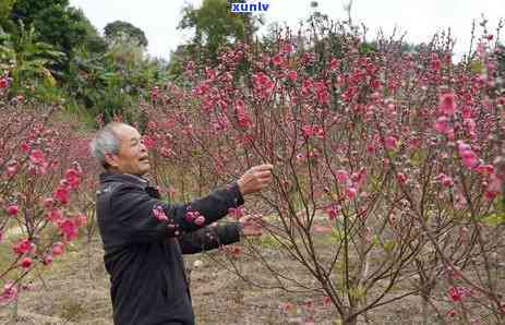 云浮市红营村：地理位置、姓氏统计及地图全览