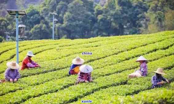 云浮红营茶叶的特色-云浮红营茶叶的特色介绍