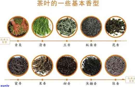 探究普洱茶青味的成因及其对茶叶品质的影响