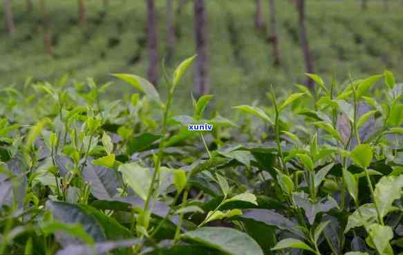 茶叶催芽药有哪些，探索茶叶催芽的秘密：揭秘常用催芽