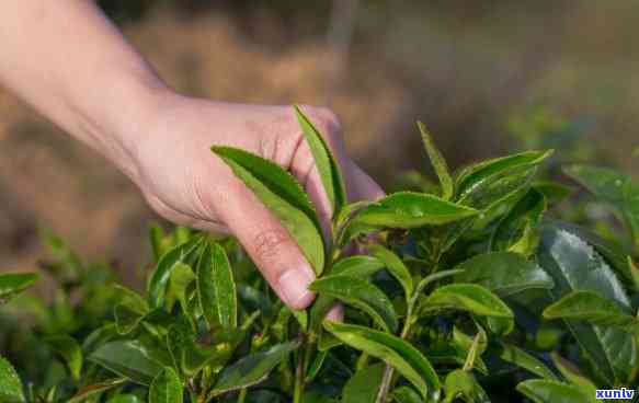 茶叶催芽素主要成分-茶叶催芽素主要成分是什么