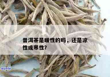 茶叶的寒性和凉性有什么区别，解密茶叶的寒性和凉性：有何不同？