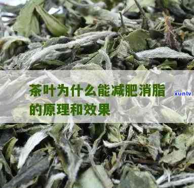 深入解析：茶叶的减肥功效与减肥原理