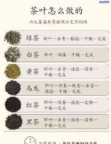 茶叶茶头由哪部分组成？看图了解详情