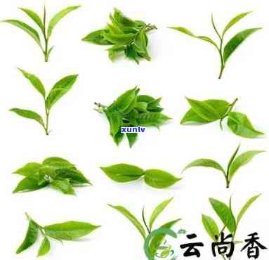 茶叶茶头是哪一部分的，解答疑惑：茶叶茶头究竟是指茶叶的哪一部分？