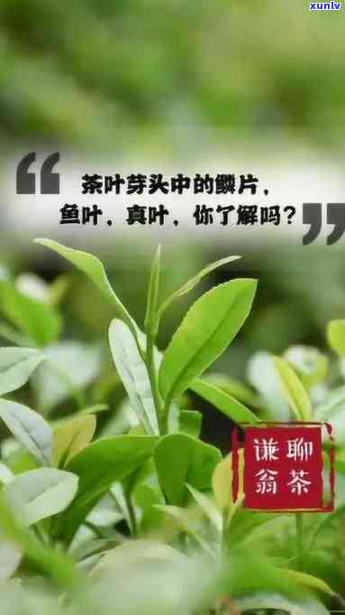 茶叶茶头是哪一部分的，解答疑惑：茶叶茶头究竟是指茶叶的哪一部分？